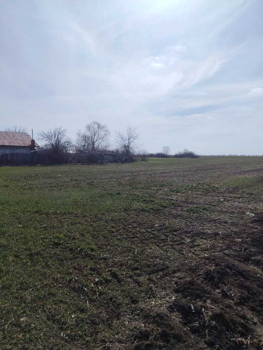 Loturi teren intravilan de vanzare, Localitatea Dascalu, Jud. Ilfov