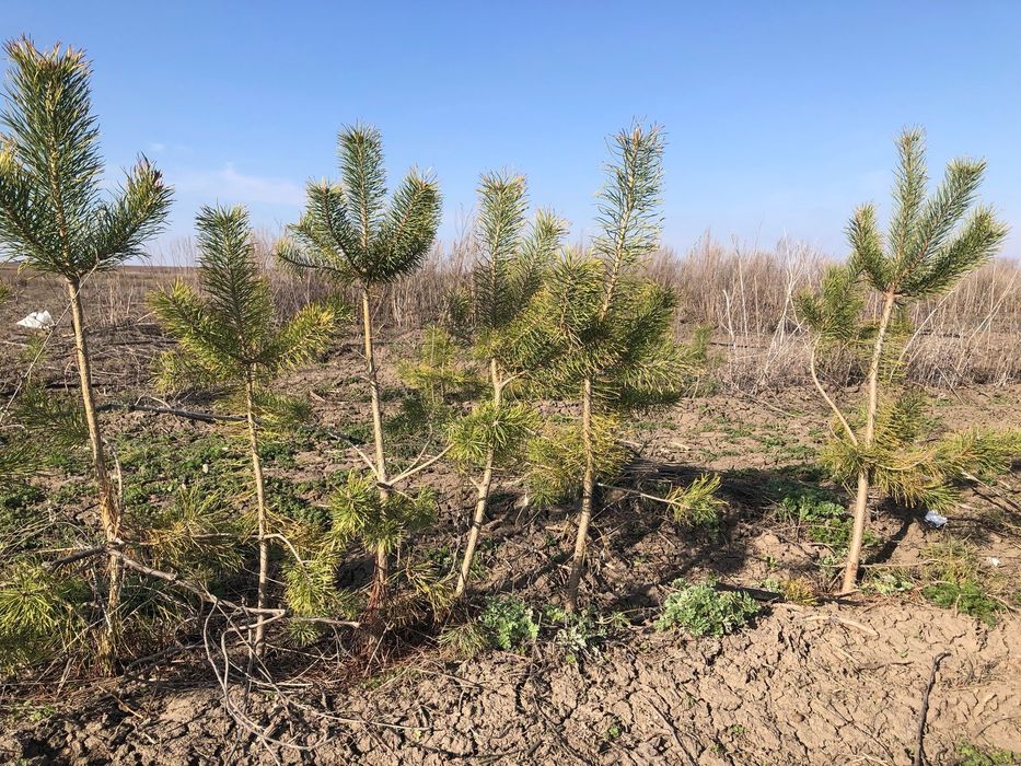 Продам саженцы сосны
