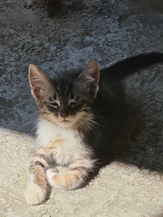 3 Новородени Котета