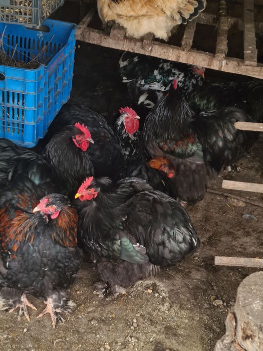 Vând cocoși cochinchina