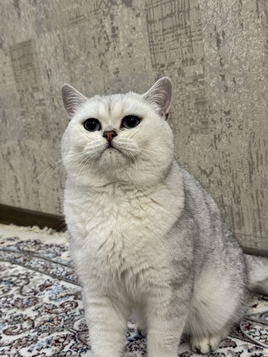 Вязка кот. Опытный кот. Приглошаем кошек