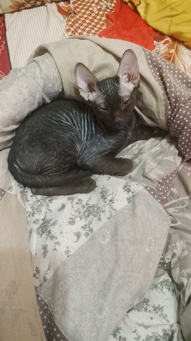 Продам котёнка Канадский сфинкс браш.
