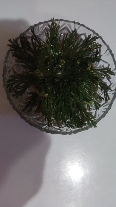 Иерихонская роза 500тг