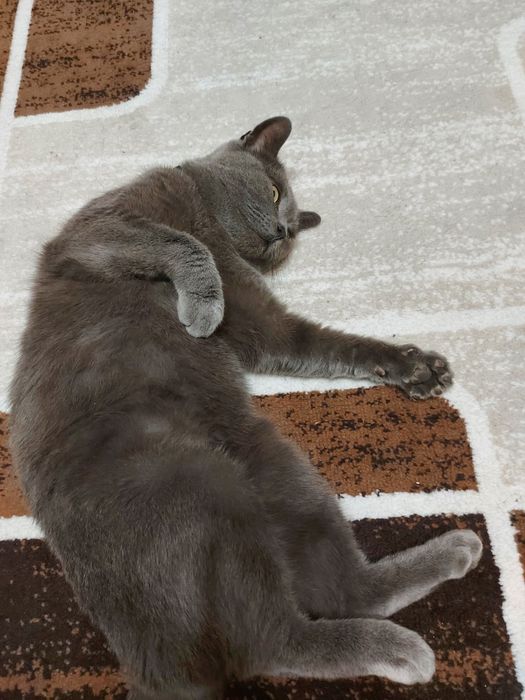 Отдам ласкового кота