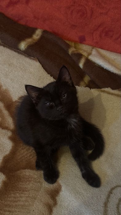 Черный котенок ищет дом