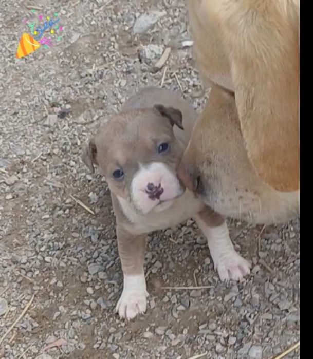 Пит-буль    щенки