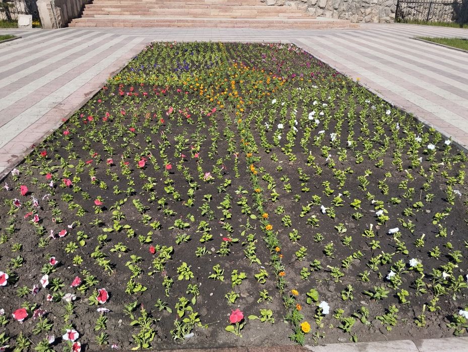 Продам рассаду цветов