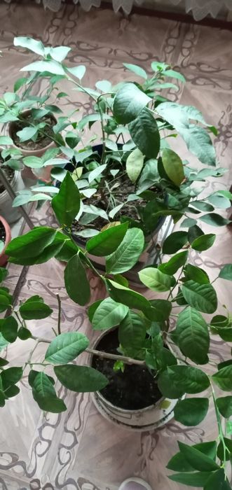 Комнатные растения