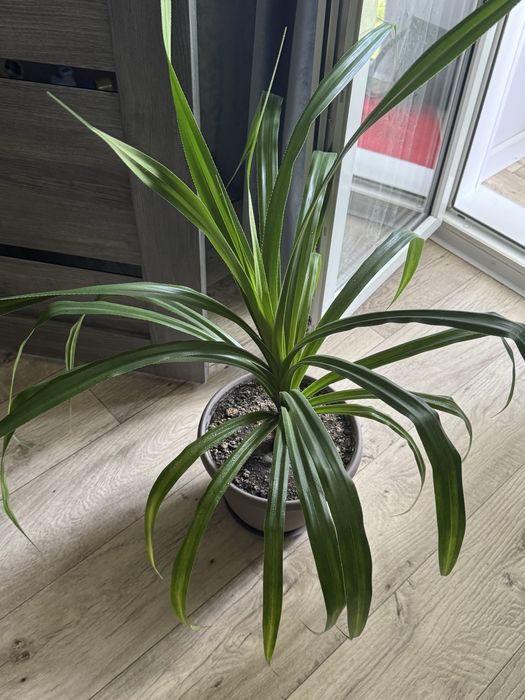 Пандан, 100 см с горшком
