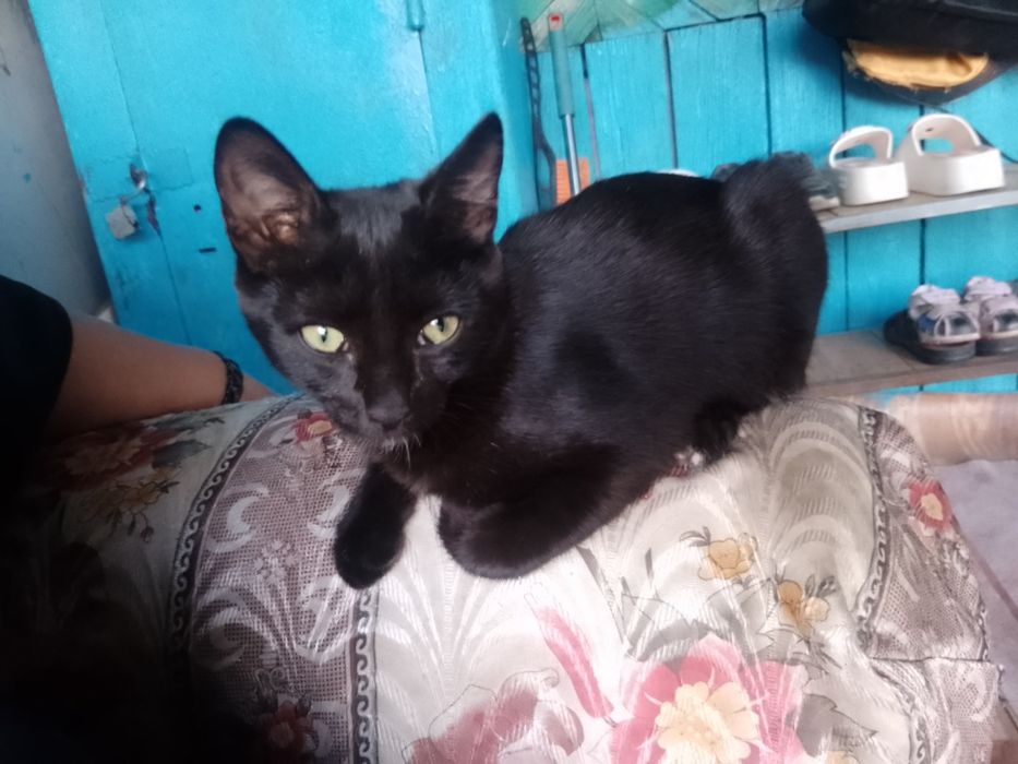 Отдам в хорошие руки кошек