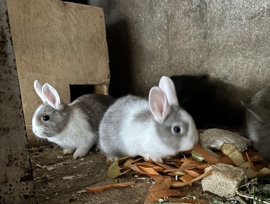 Продаются крольчата