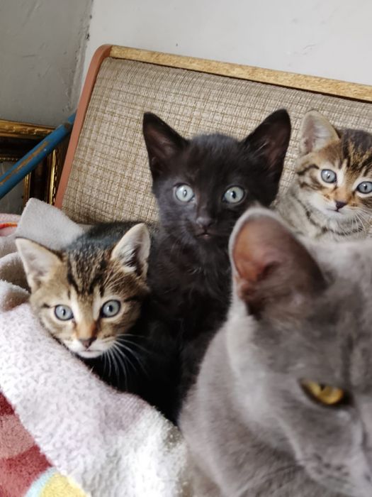 Котята в добрые руки