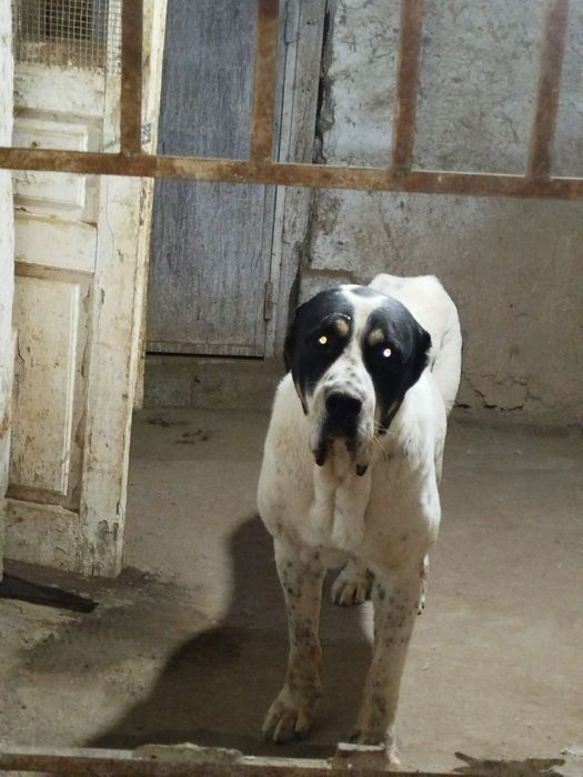 Buldozer Alabay sotiladi erkak