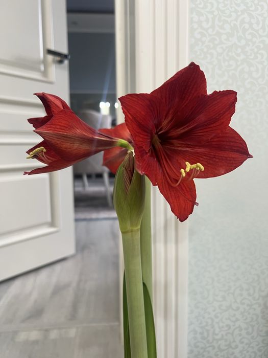 Гипераструм