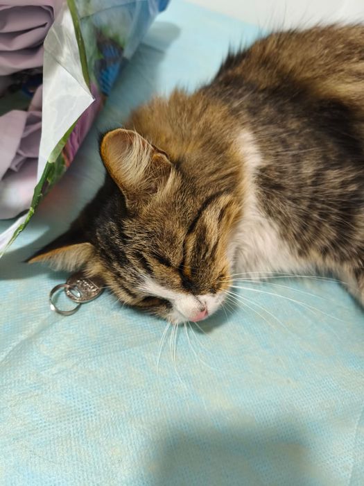 Кошечка ищет дом