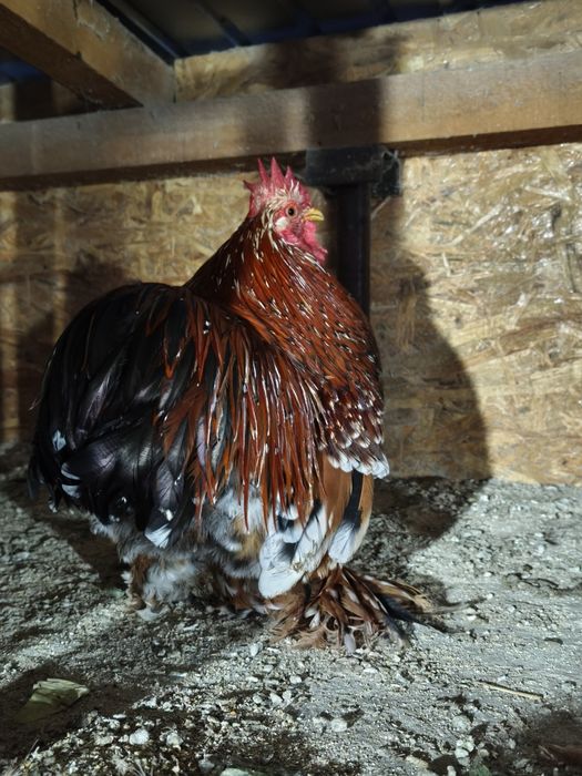 Cocoș.  Orpington