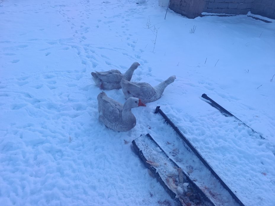 Қаз_Сатылады жақсы