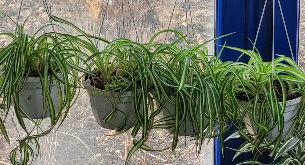 Продам чудесный хлорофитум