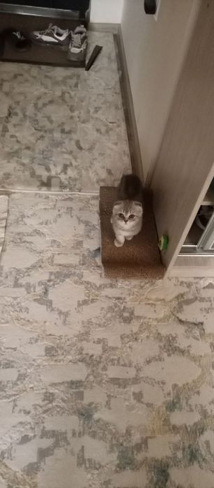 Scotsh fold muwukcha