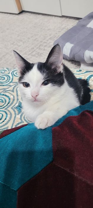 Отдам котёнка в добрые руки