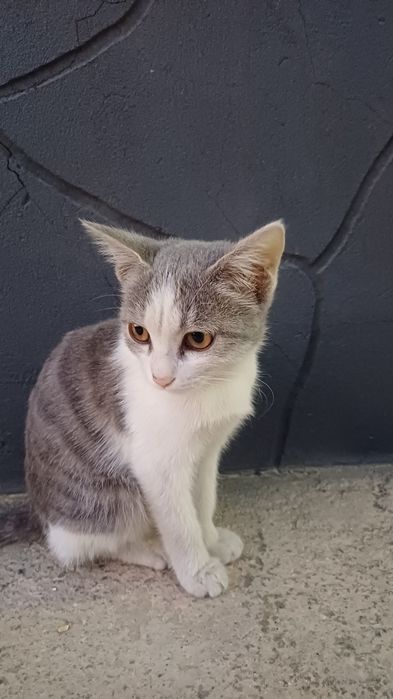 Котенок ищет дом