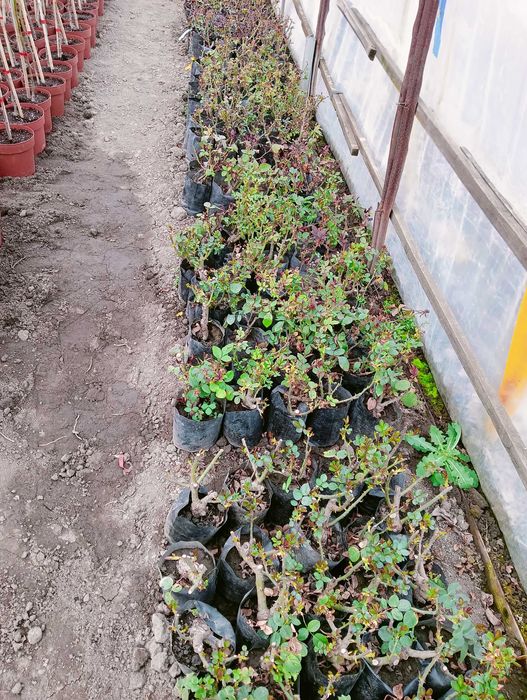 Щамбови рози в контйнери