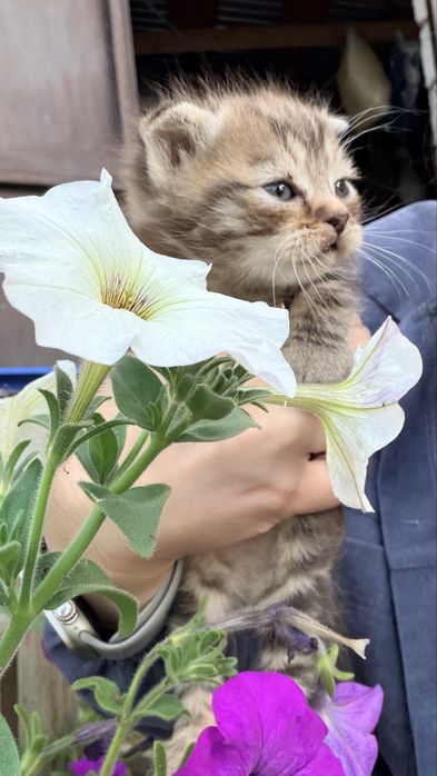 Отдам в добрые руки котят.