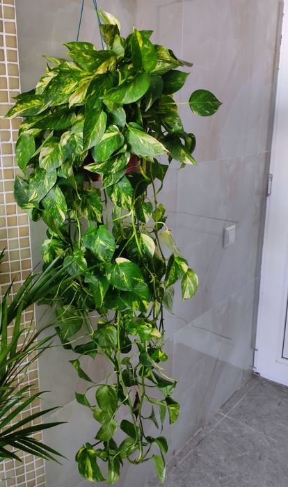 Эпипрениум с красивой жёлтой вариегатностью