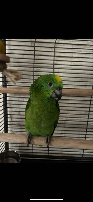 Синьочела амазона