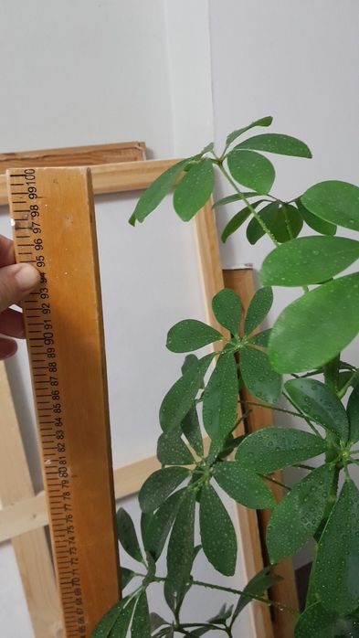 Шеффлера крупное растение