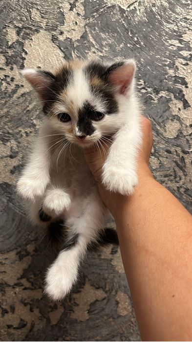 Кошечка умная ходит на латок