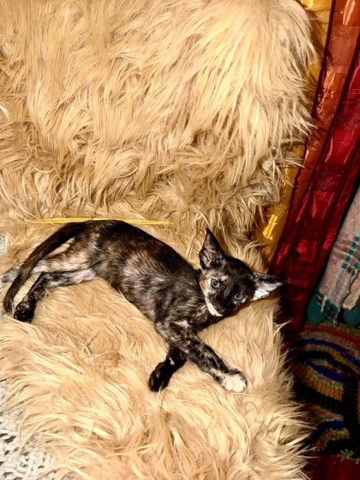 Ориентальные котята