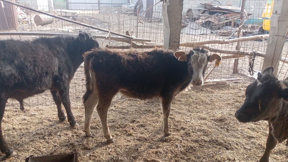 1 бука 1 ургашы сатылады 2 бас