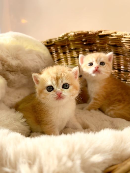 Котята британские золотые шиншиллы