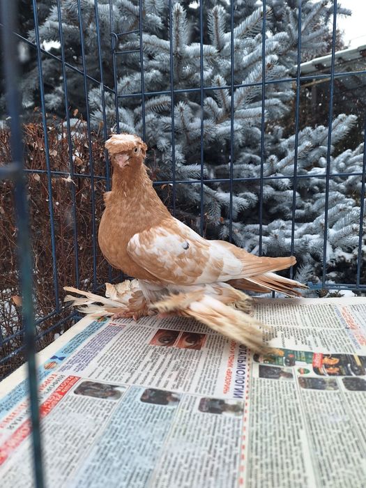 Продам голубя по наватам