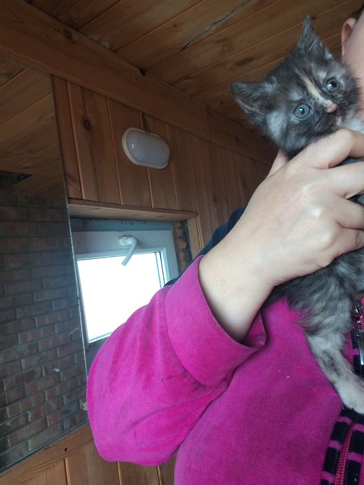 Отдам котяток в любящие руки