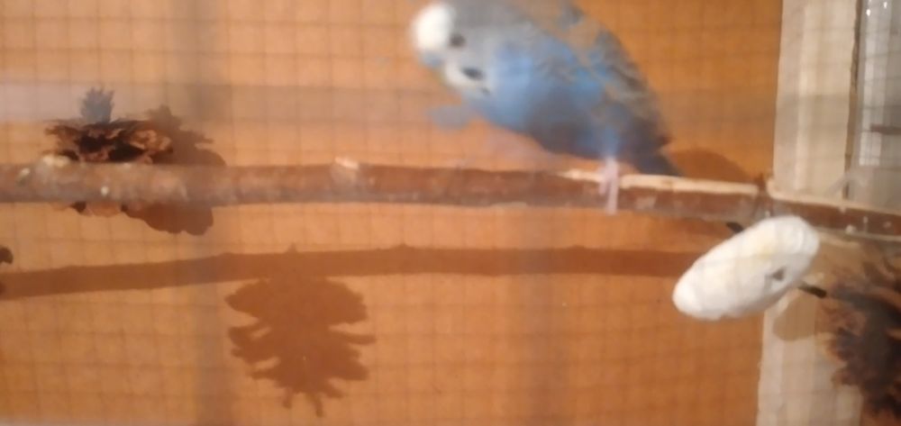 Придётся  попугай