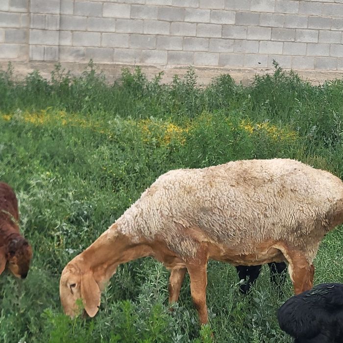 Продам 6 голов Арашан