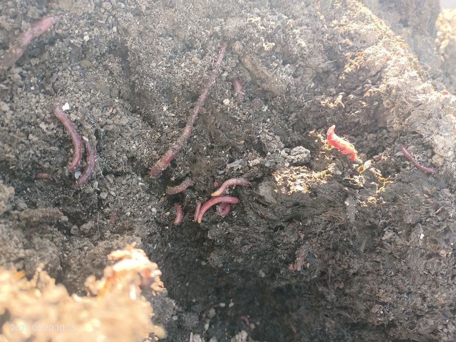 калифорниялык шылаушын