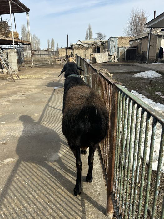 Қошқар сатылады