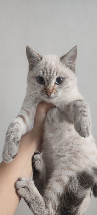 Котята ходят в лоток