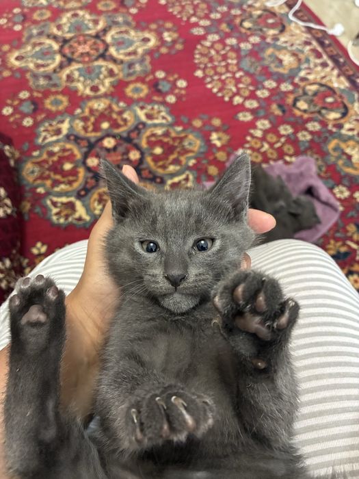 Котята в хорошие руки