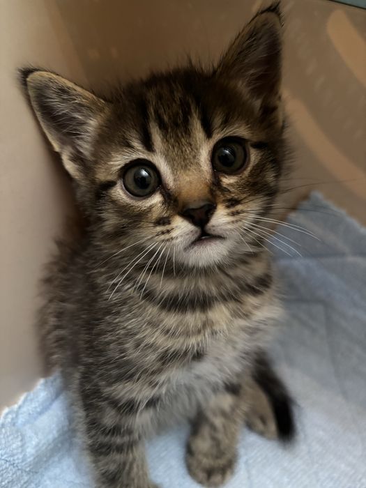 Котенок в добрые руки