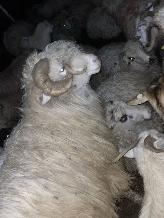 Disponibili doi berbeci Băli