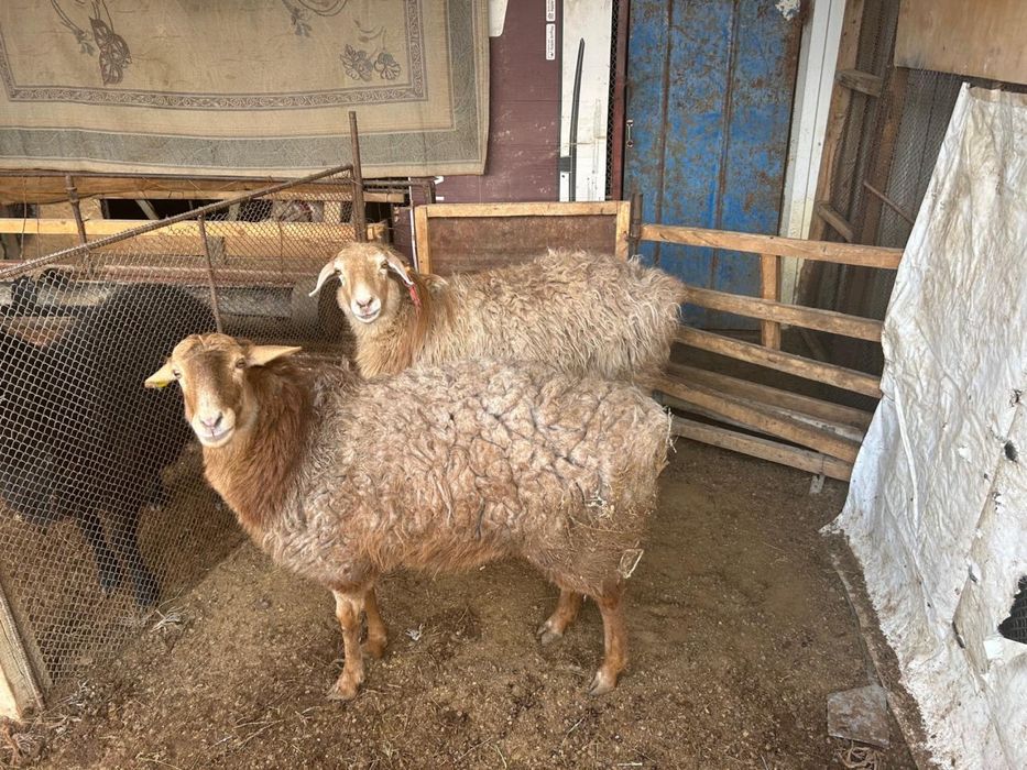 Койлар сатылады