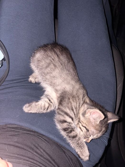 Котенок в хорошие руки