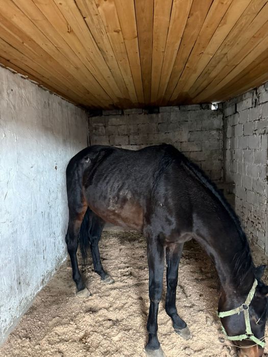 Жеребец чистокровка