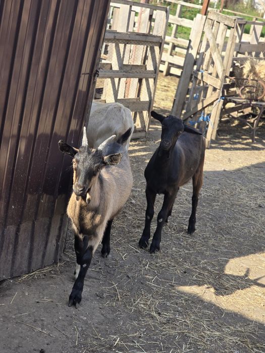 Vând 3 iedute si un ied