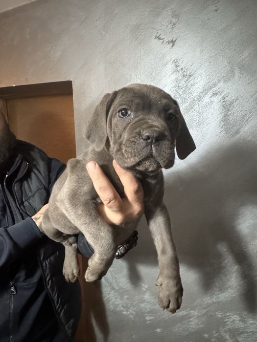Кане Корсо Cane Corso is  an italiano breed mastiff
