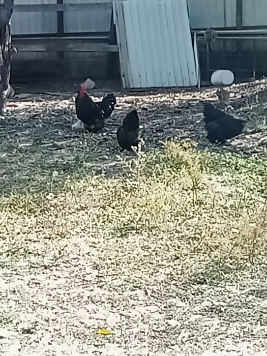 Срочно продам куры